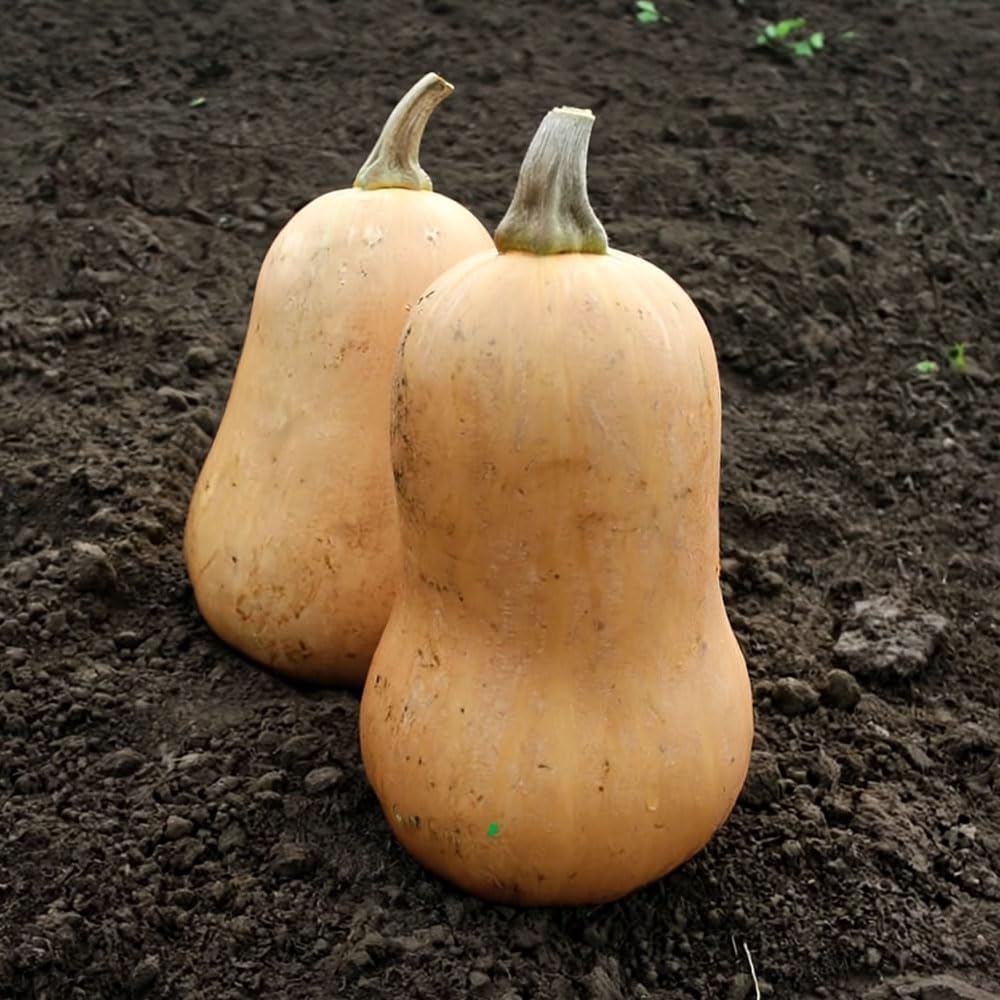 Squash Butternut Sweetmax F1 Seeds β Bred for Great Results in UK Climate β for Your Beautiful Kitchen Garden