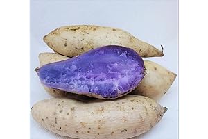 20 Okinawan Sweet Potato Slips: Sweet Potato Slips for Effortless Growing
