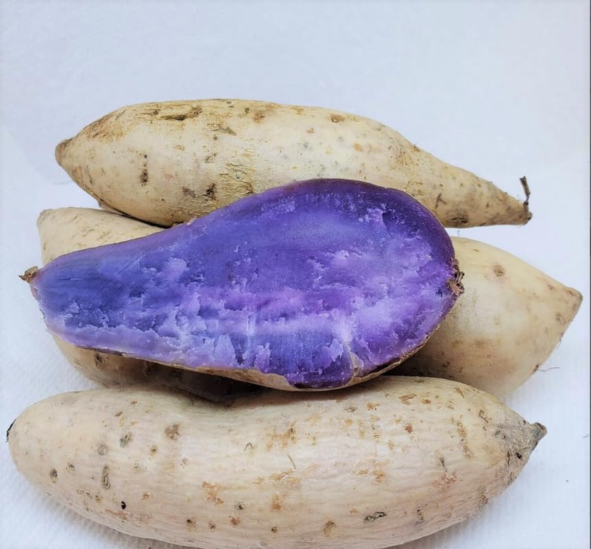 20 Sweet Potato Slips Okinawa Sweet Potato Slips, Sweet Potato Planting, Sweet Potato Vine Live Plant, Sweet Potato Slips, Ready to Plant