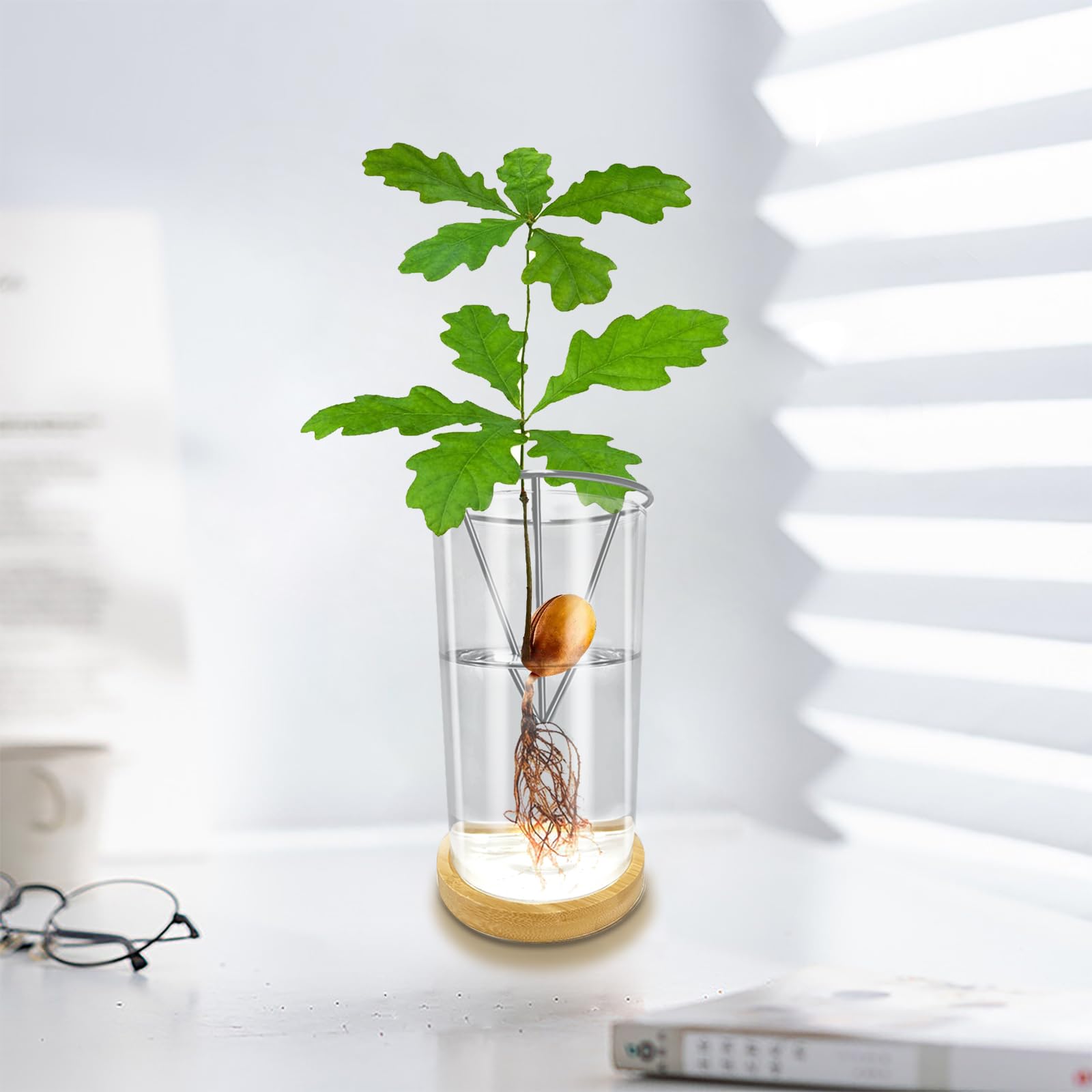 fiddle leaf fig tree outside The Sill Fiddle Leaf Fig Houseplants, Medium in Cream main image 1