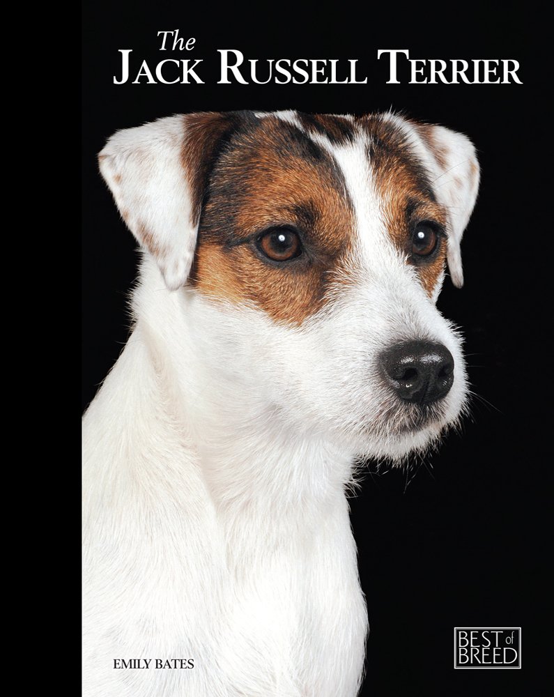 Jack Russell - Best of Breed