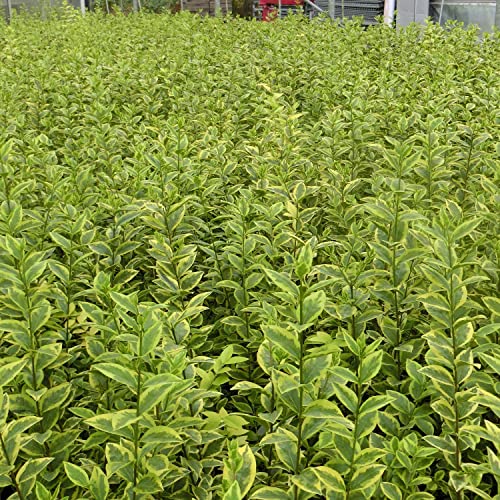 Immergrüner Liguster Hecke Die 15 besten Produkte im Vergleich