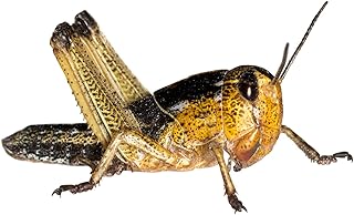 Hiking Locusts Grasshoppers Feed Insects Reptile Food (Medium, Pack of 100) product image