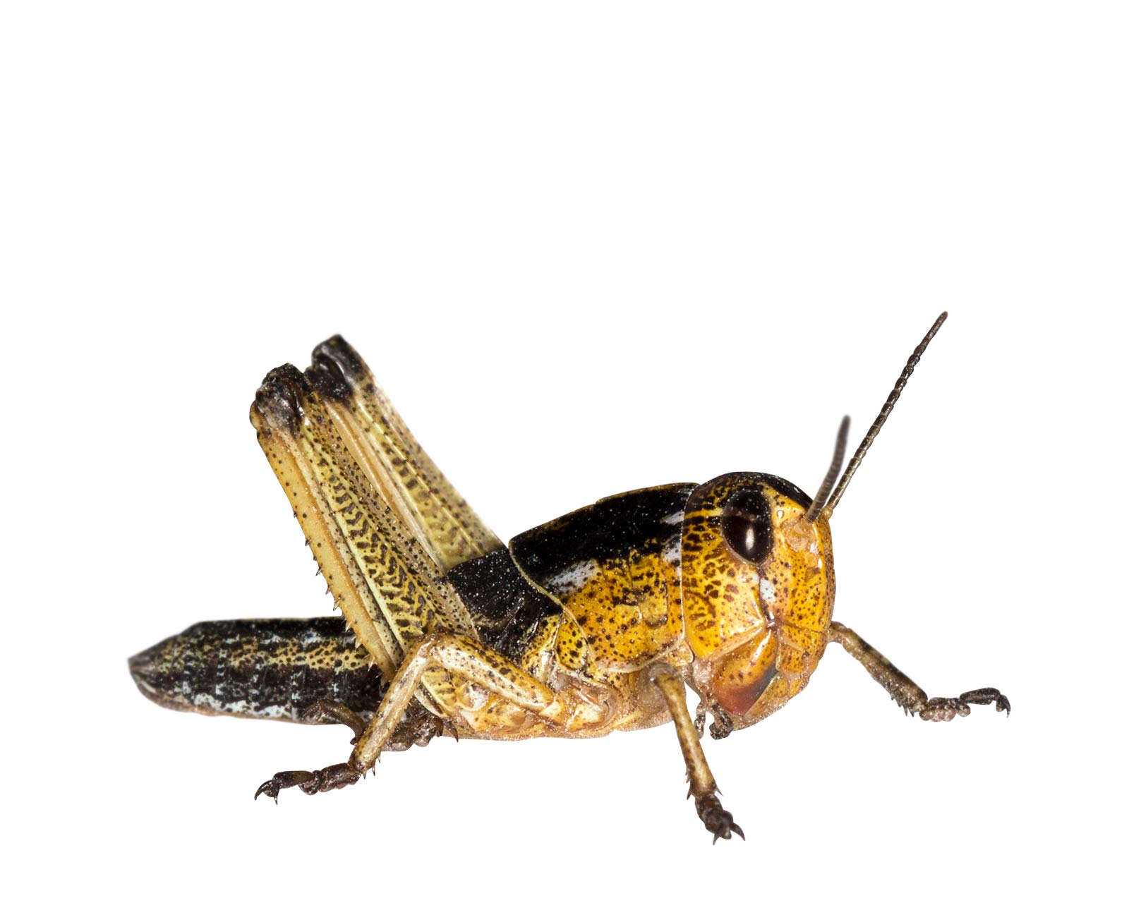 Feeders & More - Heuschrecken - Wanderheuschrecken MITTEL - 300 Stück - Lebendfutter Insekten Wanderheuschrecken - Futter für Reptilien, Bartagamen und Amphibien - Futterinsekten & Haustierfutter