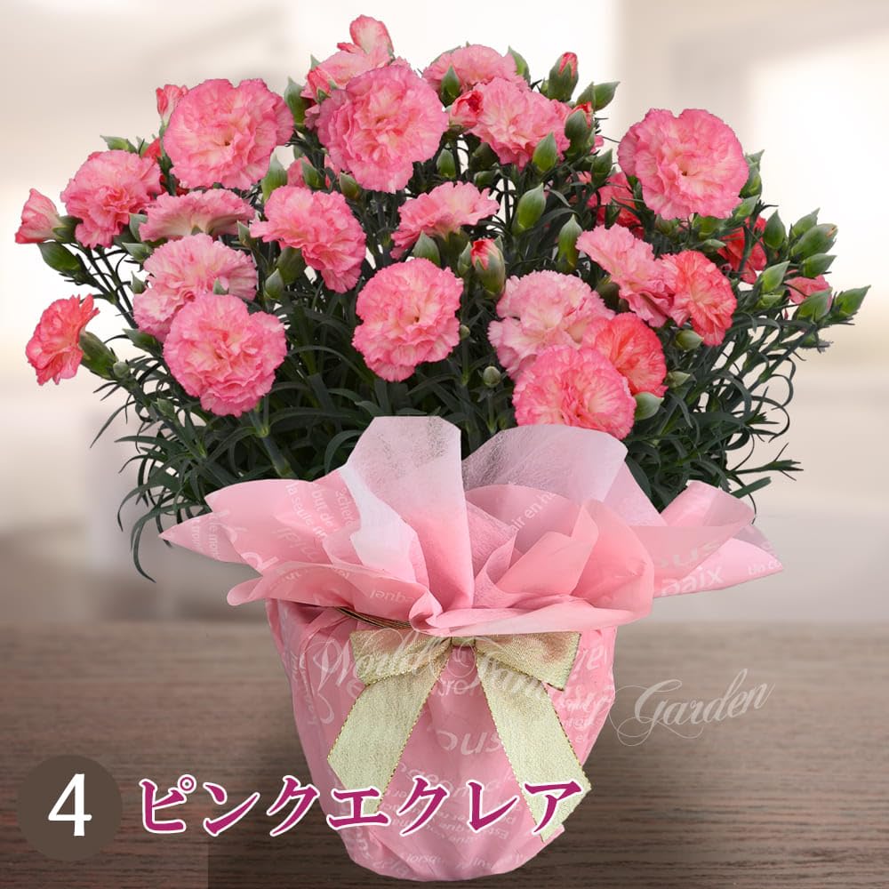 Amazon.co.jp: [World Fantasy Garden] 遅れてごめんね 母の日 ギフト