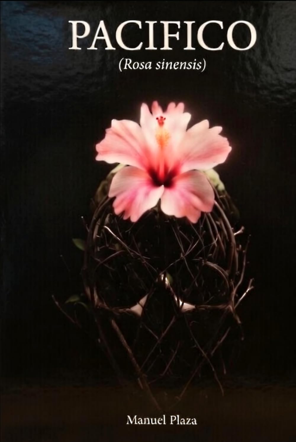 Pacífico: Rosa sinensis