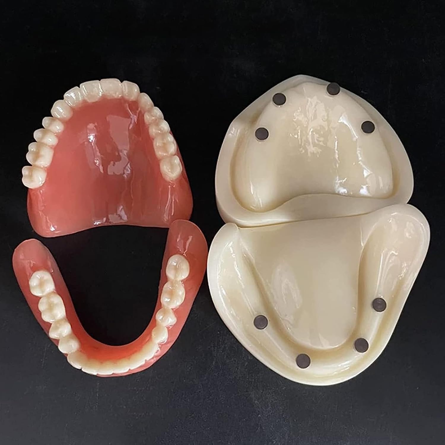 Zahnmodell, Zahnimplantatmodell, Standard-Zahnmodelle, Kunststoff-Mundmodell für zahnärztliche Bildung, Zahnpathologie-Display