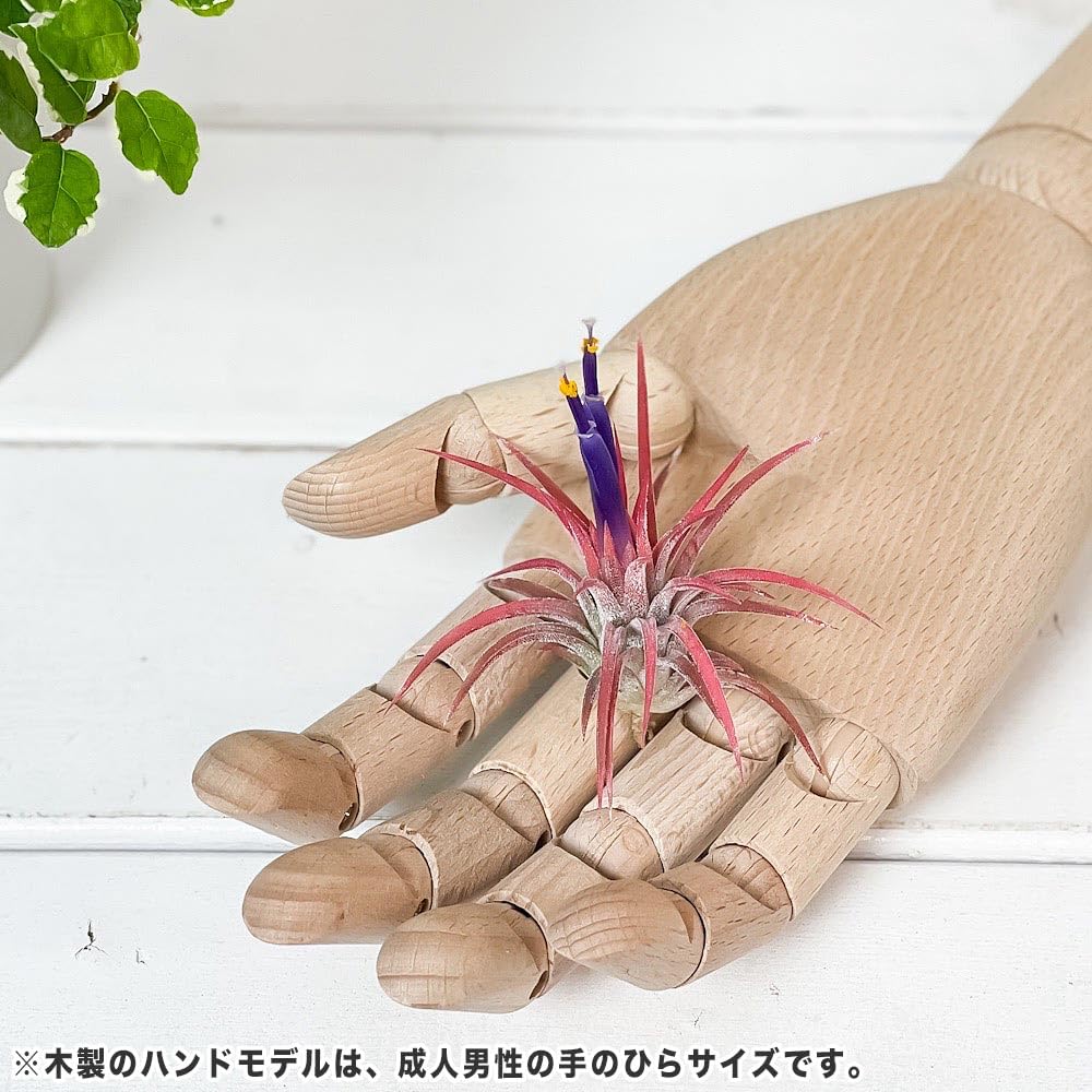 Amazon｜PLANCHU エアプランツ ティランジア イオナンタ ハムエムラ M