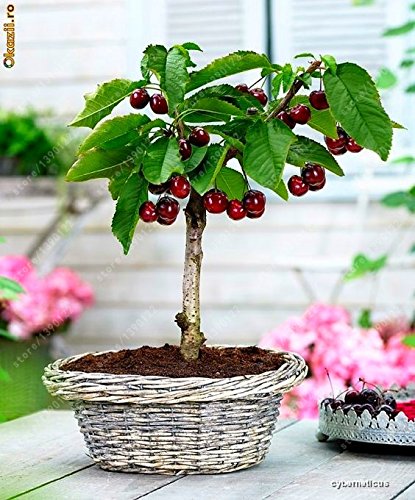 ginseng bonsai ikea Bonsai for Delivery in Ukraine main image 1