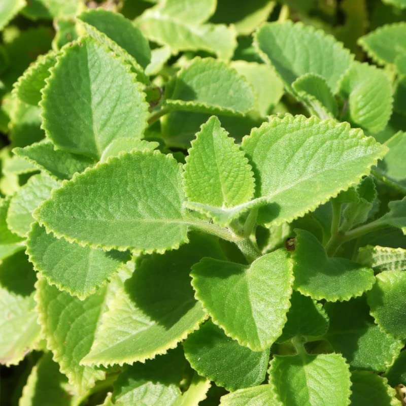 Cuban Oregano 4-8 Inch