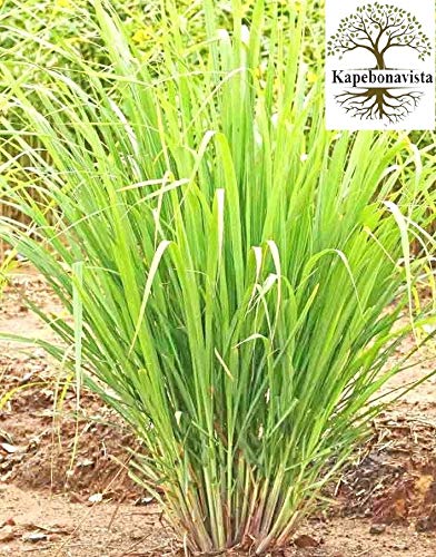 Kapebonavista® Lemongrass Gandhatrina Gandhabena Malabar Grass Bhustrina Cochin Grass East Indian Lemon Cymbopogon flexuous Living Plant in Poly Bag