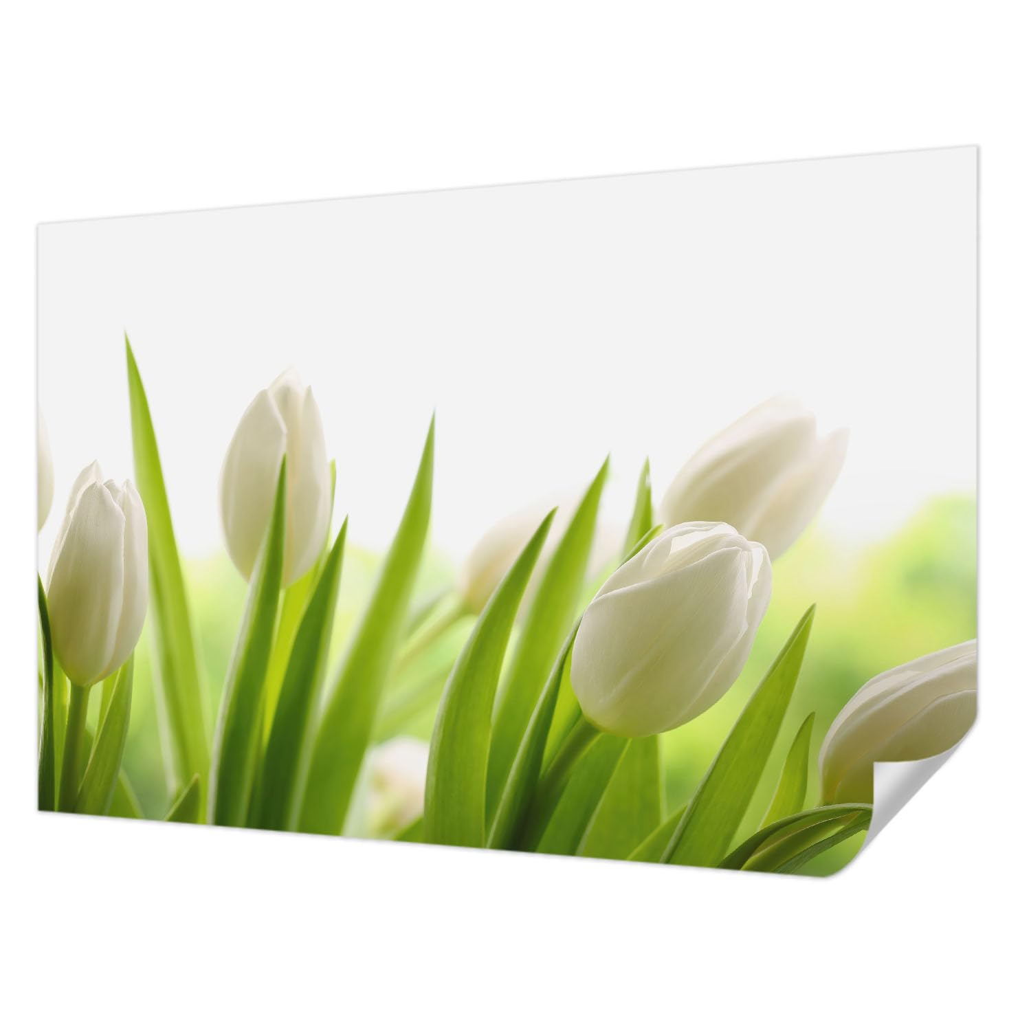 Papier Peint Autocollant de Salon Moderne : Ambiance Tulipes Blanches en Chambre