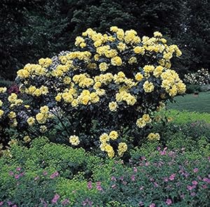 Garten Schlüter Lichtkönigin Lucia Strauchrose