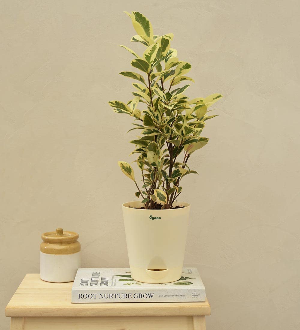 UGAOO Ficus Prestige Natural Live Indoor Plant with Pot - Medium (B0B74T8VJG) Amazon Price History, Amazon Price Tracker