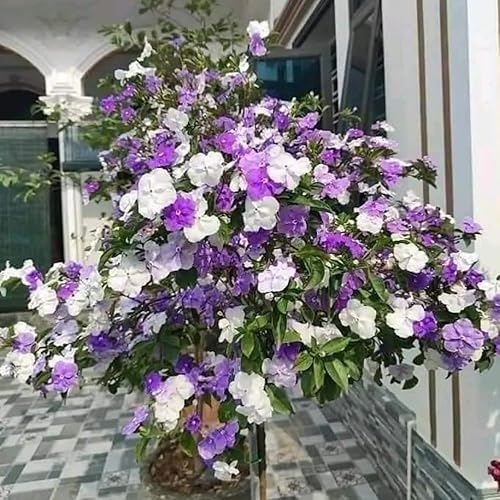 Miniatura 4 de 2 Ayer hoy y mañana Plantas vivas, 3 a 5 plántulas altas, bien enraizadas, planta de arbustos de flores, planta viva de ayer, hoy y mañana, 2 plantas