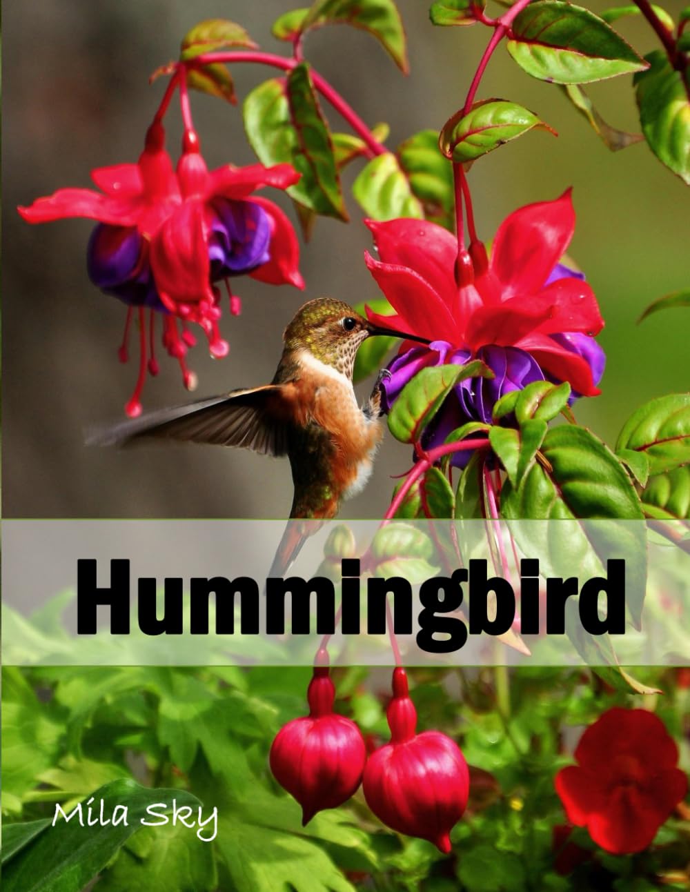 Anna’s Hummingbird: A Stunning Visual Collection