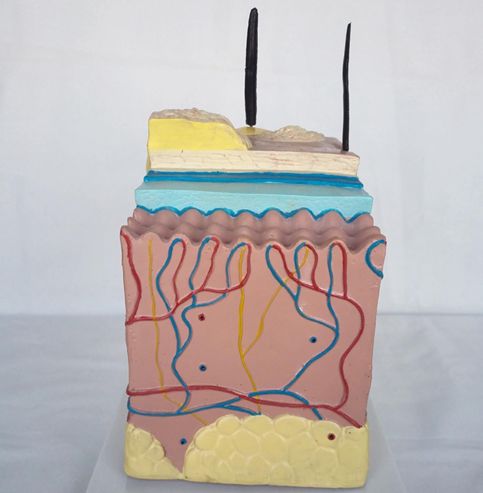 Model Zwierzęcy Skóry Psa - Anatomiczny Model Skóry Model Skóry Psa Psa - Profesjonalny Medyczny Model Chorej Skóry Psa Do Weterynarii, Artykuły Laboratoryjne