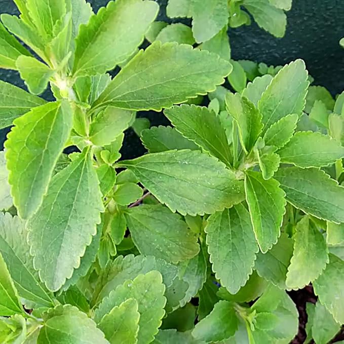 Ekaaksh Stevia Seeds, Stevia Sweet Leaves, Stevia Herb Seeds, Stevia