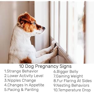 Dog Pregnancy Test Kit at Home White Fast and Accurate Detection Pregnancy Tests Strip for Dog Disposable Pet Clinic Equipment  Cucciolini Doodles Dog pregnancy test kit at home white fast and accurate detection pregnancy tests strip for dog disposable pet clinic equipment   cucciolini doodles