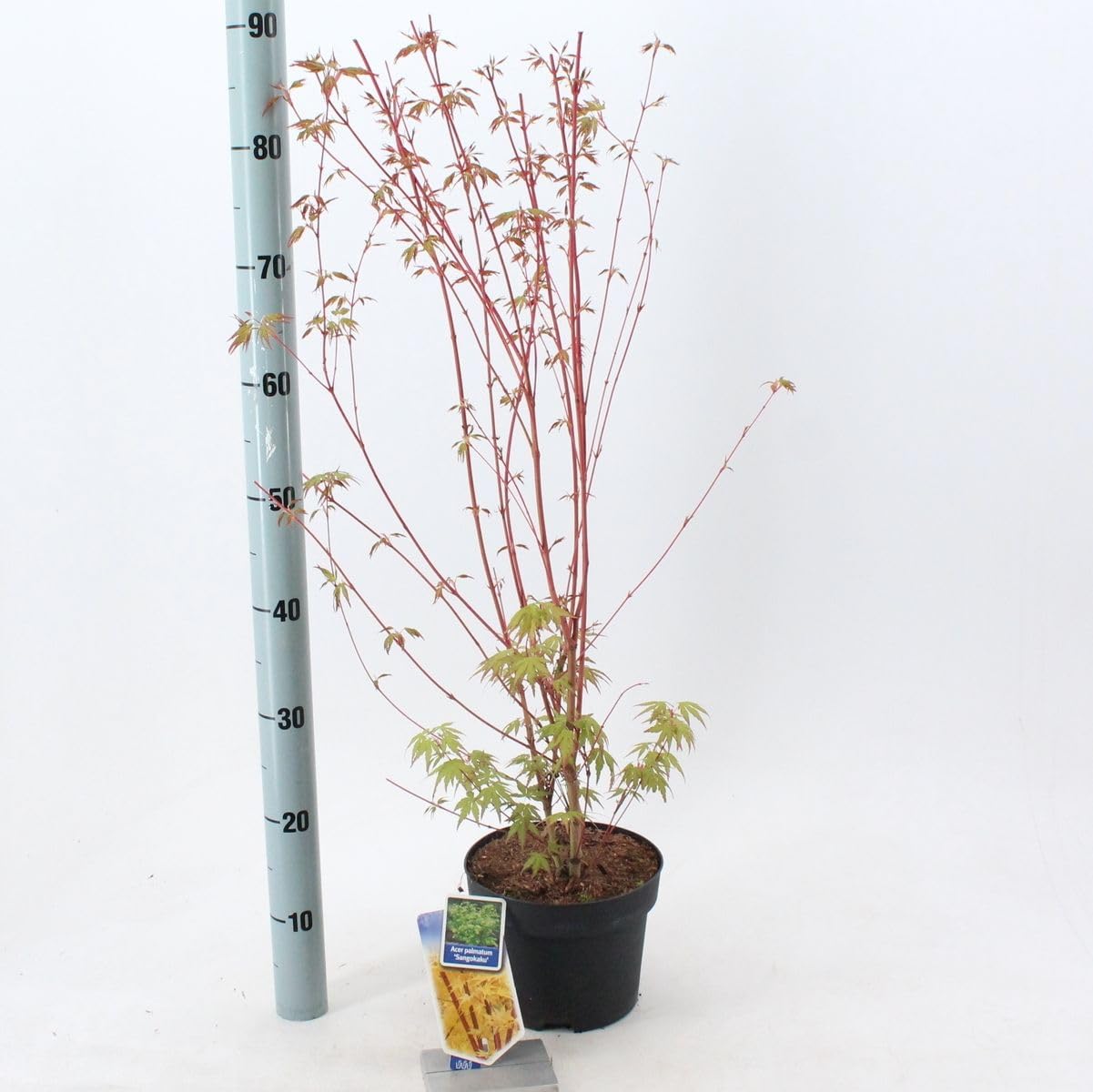 Acero rosso giapponese "Acero palmatum Sango Kaku" pianta in vaso ø18 cm h. 80/100 cm Vivaio di Castelletto