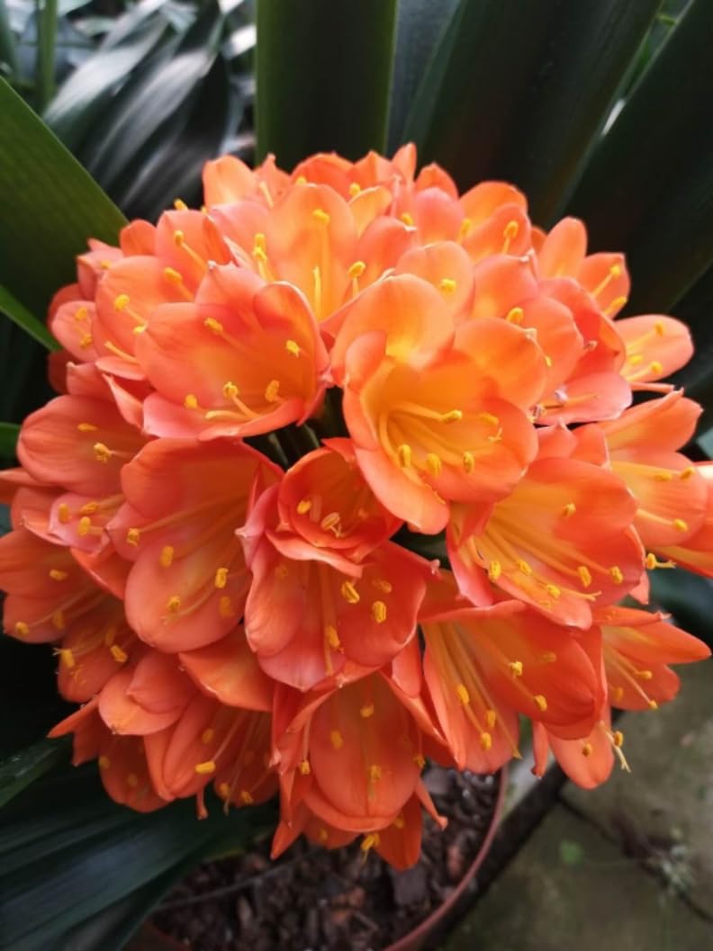 Clivia Seeds-Clivia Miniata Seeds-君子兰种子 和尚 佛光 珍珠王 微型兰 立板彩兰 短叶油匠 with Pot (短叶油匠 YouJiang)