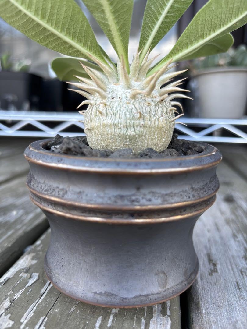 Amazon.co.jp: パキポディウムエブレネウム エブレネウム