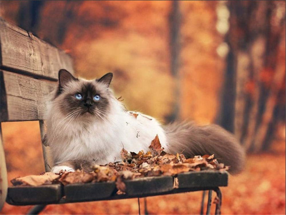 5D Diamond Painting Kit Completo Grande Pintura De Diamantes Flor De Otoño Caducifolio Y Gato 3 Redondo Establece Bordado Decoración Hogareña 40X50Cm（16X20 Pulgadas）