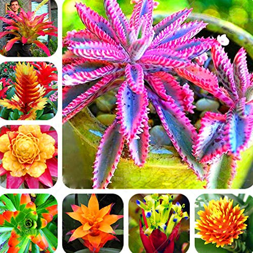 DFBTYG Egrow 200 Pcs/Pack Bromeliad Cactus Seeds Bromeliad Cactus Rare Colorful Flower Courtyard Succulent Flower For Home Garden Supplies