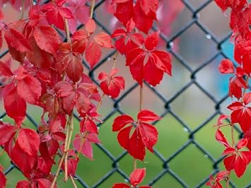 Amerikan Sarma  - Parthenocissus Quinquefolia
