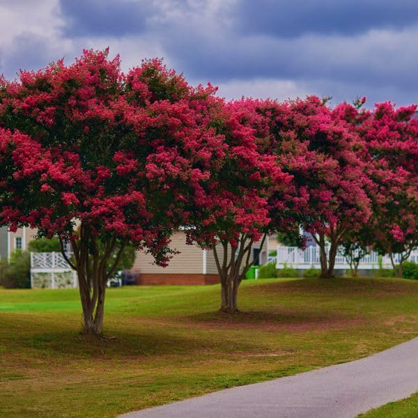 Tonto Fuchsia-Red Crape Myrtle Tree - Live Plant - (1 QT)