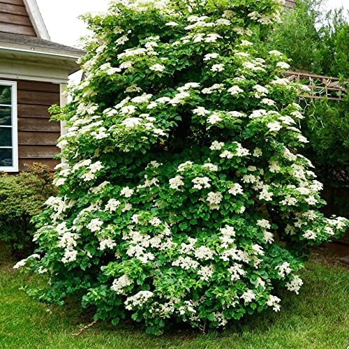 best trellis for climbing hydrangea you didn't know you needed 7 QAUZUY GARDEN 50 Japanese Climbing-Hydrangea Seeds, Hydrangea Anomala, Beautiful Perennial Fragrant Flowering Plant, Striking Accent Landscape Plant, Low-Maintenance