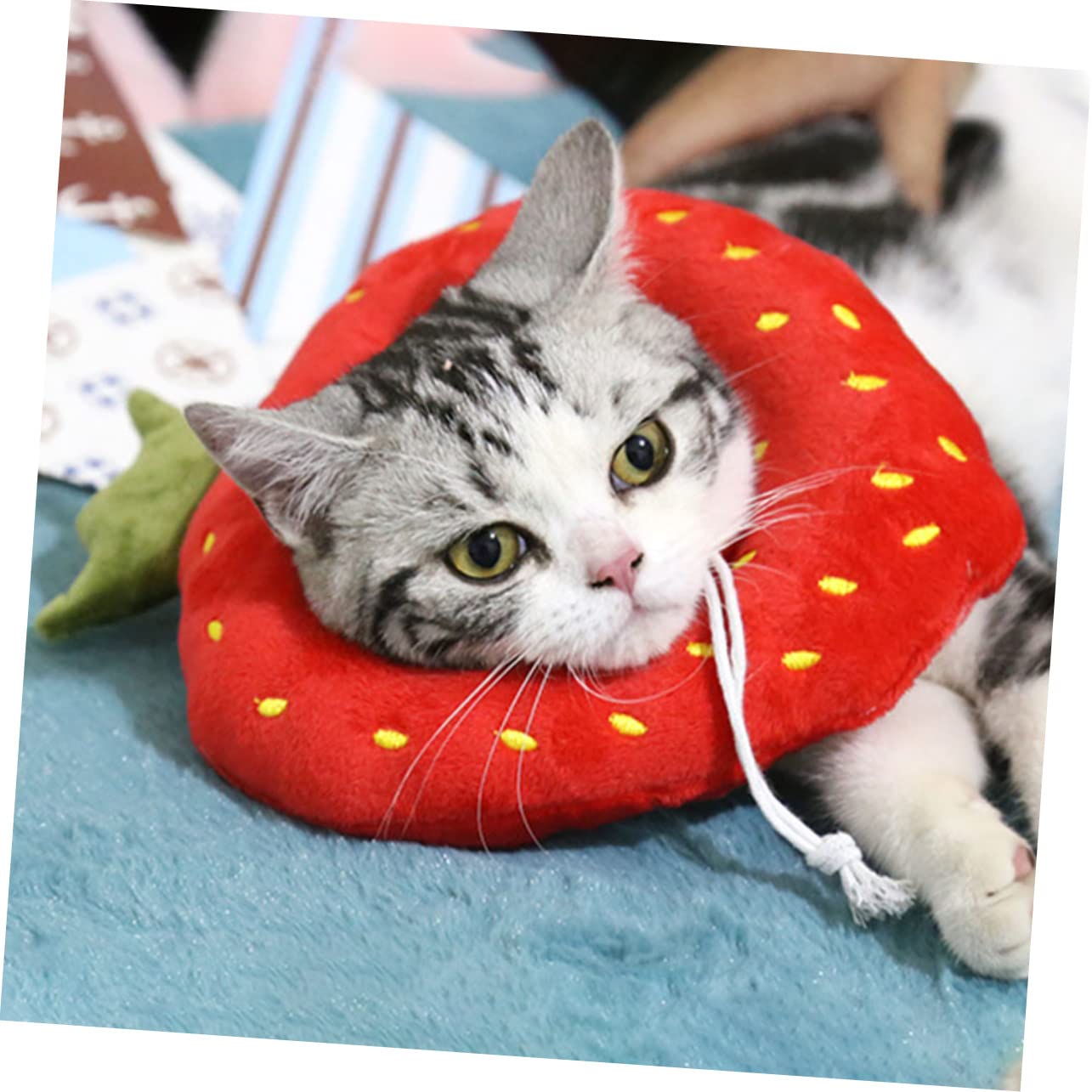 POPETPOP 6 Pz Cerchio Elisabetta collare cane collare strozzo cane Colletto elisabettiano di recupero per animali domestici protettivo per gatti il gatto