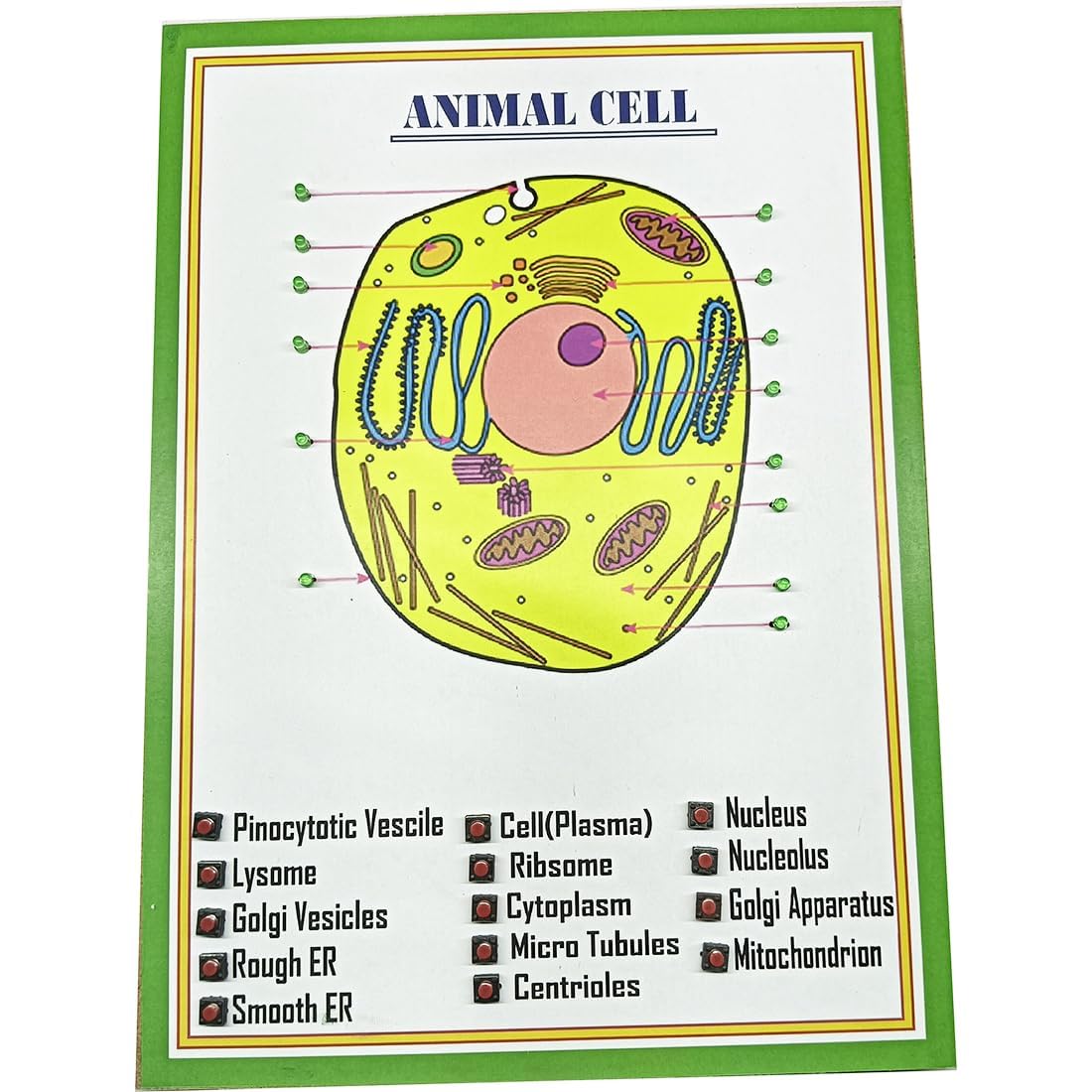 Animal Cell Working Project - Model Science Education Kit - Animal Cells for School and College Students E IDEA Robotics-image-7