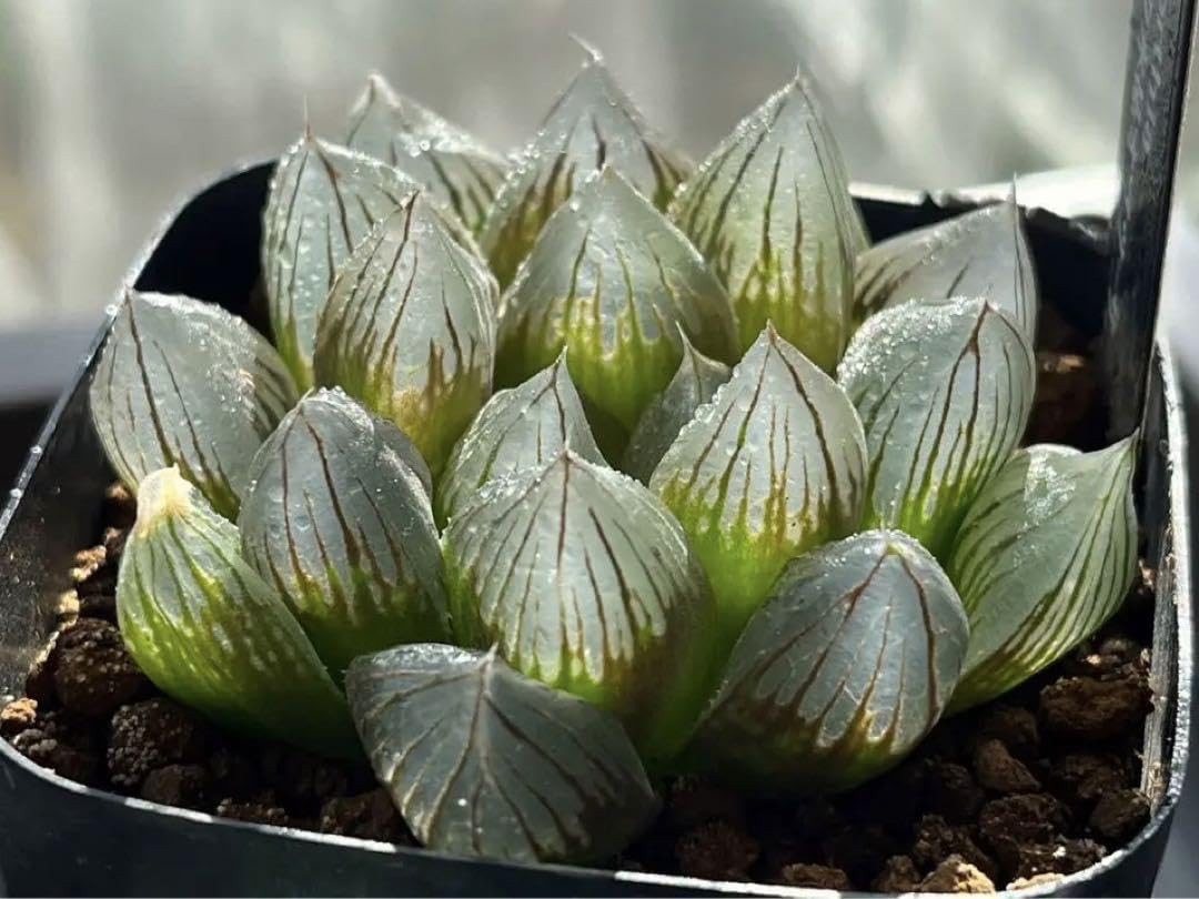 Amazon.co.jp: ハオルチア ブラック水晶オブツーサ : ホーム＆キッチン