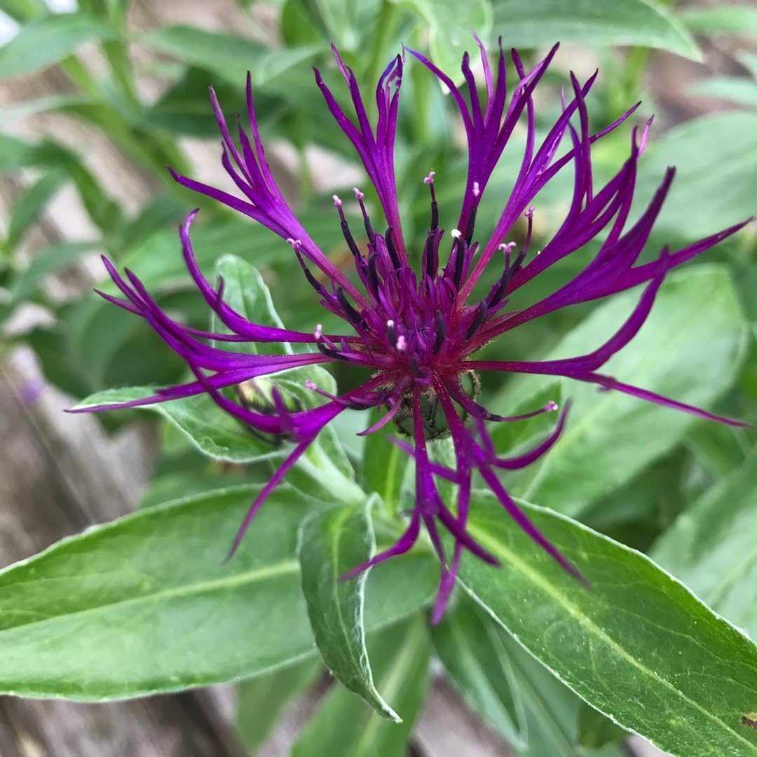 Centaurea Montana Amethyst Dream | 3 Plug Plants | Mountain Cornflower