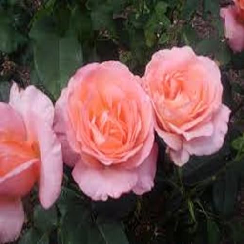 Miniatura 2 de Aceite de fragancia de rosa de pachulí (botella de 1 onza) para hacer velas, hacer jabón, hacer tartas, aerosoles de habitación, lociones,