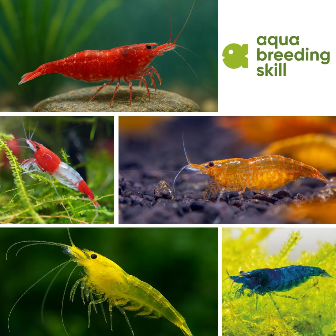 Neocaridina - Gamberetti vivi per Acquario, 10 Pezzi, Diversi Colori, gamberi vivi per Acquario, Misura 1-1,5 cm Aquarium Shrimps
