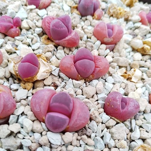Lithops optica rubra Graines - Sunnyplants, Graines de Lithops, Graines de Roche Vivante, Graines Succulentes, Graines de Pierres Vivantes, Lithops, Graines Lithop, Lithop, Graines Mesembs (10)
