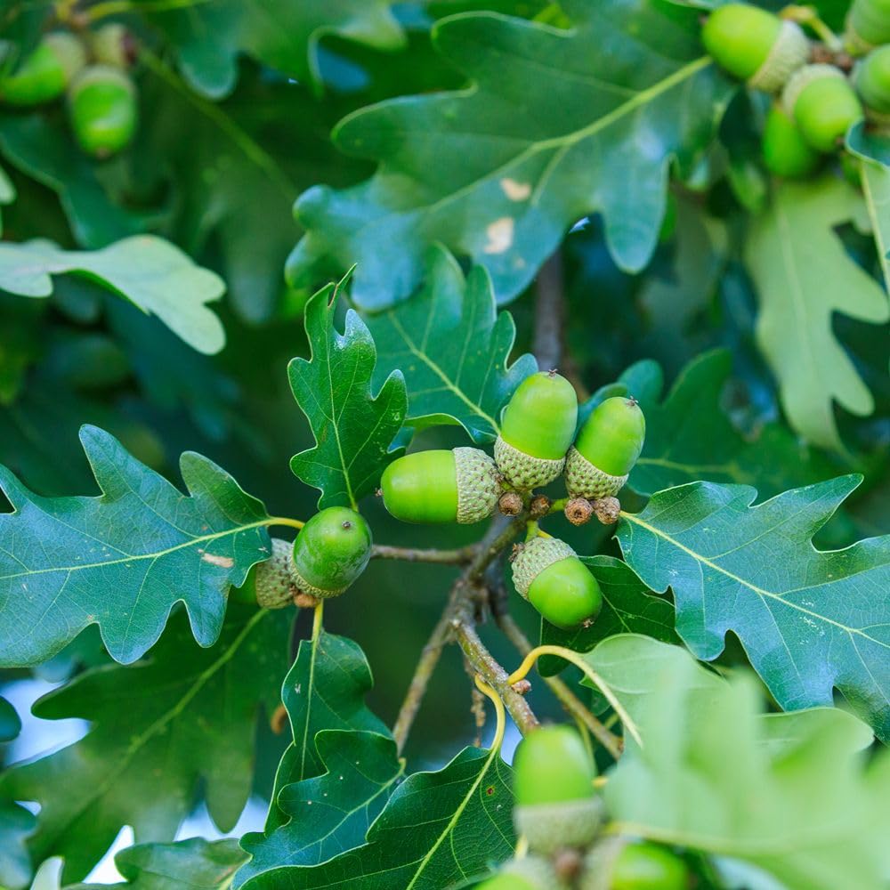 English Oak Tree ‘Quercus Robur’ Common Oak Hardy Tree Great for Hedging Easy to Grow Your Own Outdoor Trees & Hedges, Supplied as 1x 9cm Potted Plants by Thompson & Morgan (1)