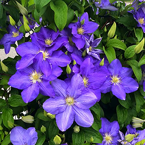 Clematis Bulbs Mix Golden Jade Carving Feels Perfect for Planting Now UK UK Now Simple Planting Perennial Strong Plants That Grow Well