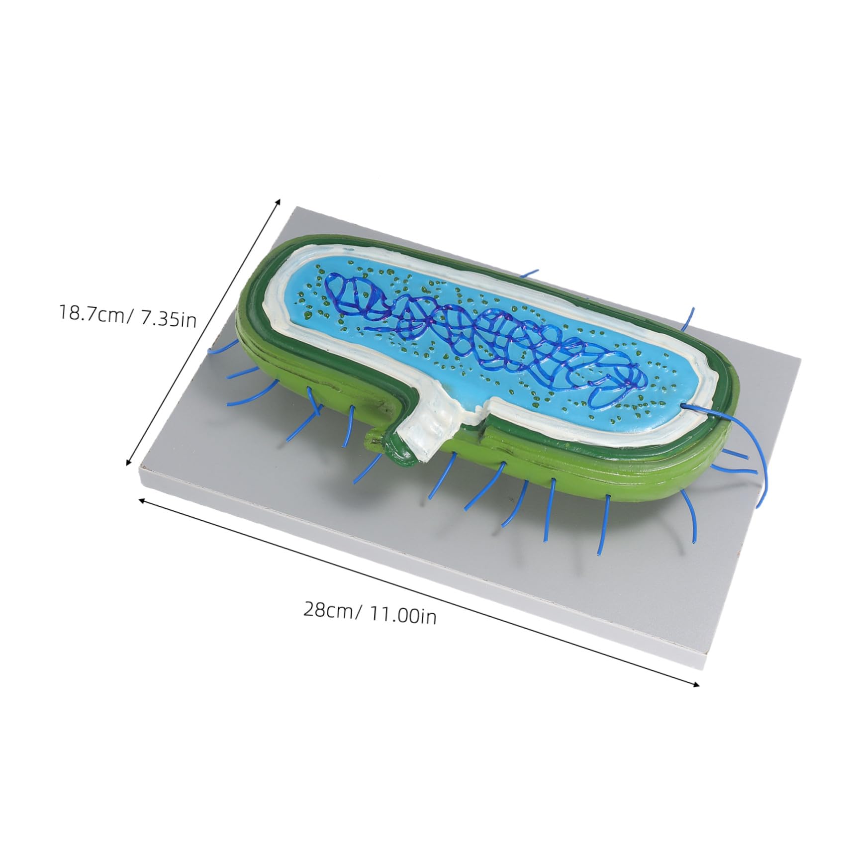 3D-zellenmodell Zellkern aus Kunststoff für Biologieunterricht | Detaillierte Darstellung des Zellkerns, Interaktives Lernen, für Schüler in Naturwissenschaftlichen Unterrichtsstunden