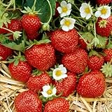 10 Ozark Beauty Everbearer Strawberry Plants (Pack of 10 Bare Root Plants for $9.95+6.49 shipping) TOP PRODUCER - UNMATCHED FOR TASTE! Best grown in Zone 4-9. Organic grown in USA.