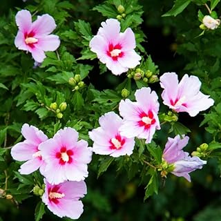 1 Pink Althea Rose of Sharon Bush Live Plant 8-14 Inc Height, Pink Hibiscus Plant Live Bareroot, Hibiscus Syriacus Flowers