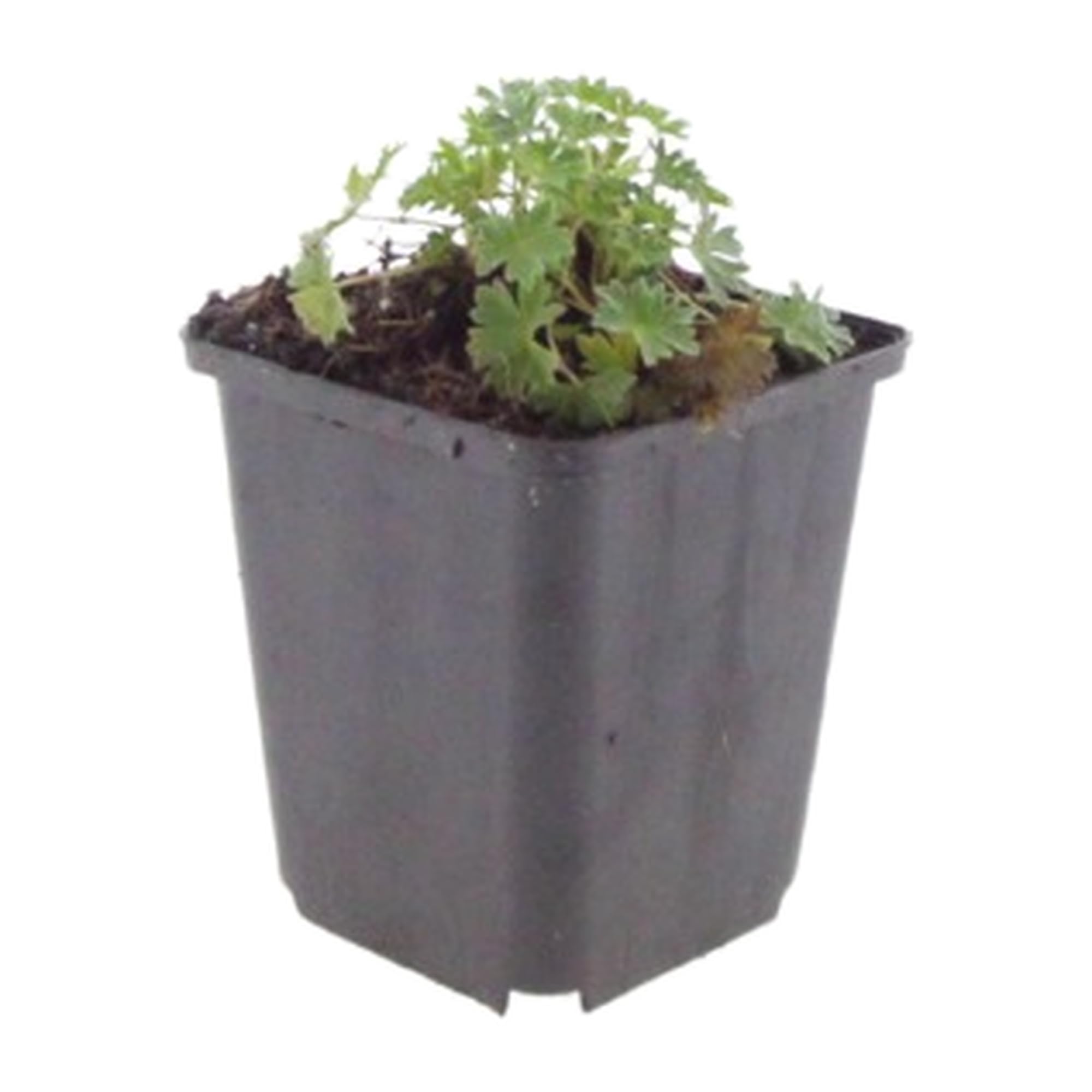 Geranio Ballerina con Foglie Grigie, per Giardino, Rosa, Set da 60 Pezzi