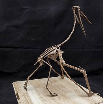 本物　希少　最大種翼竜ケツァルコアトルス　前肢骨化石　ケース付き 本物 希少 最大種翼竜ケツァルコアトルス 前肢骨化石 ケース付き