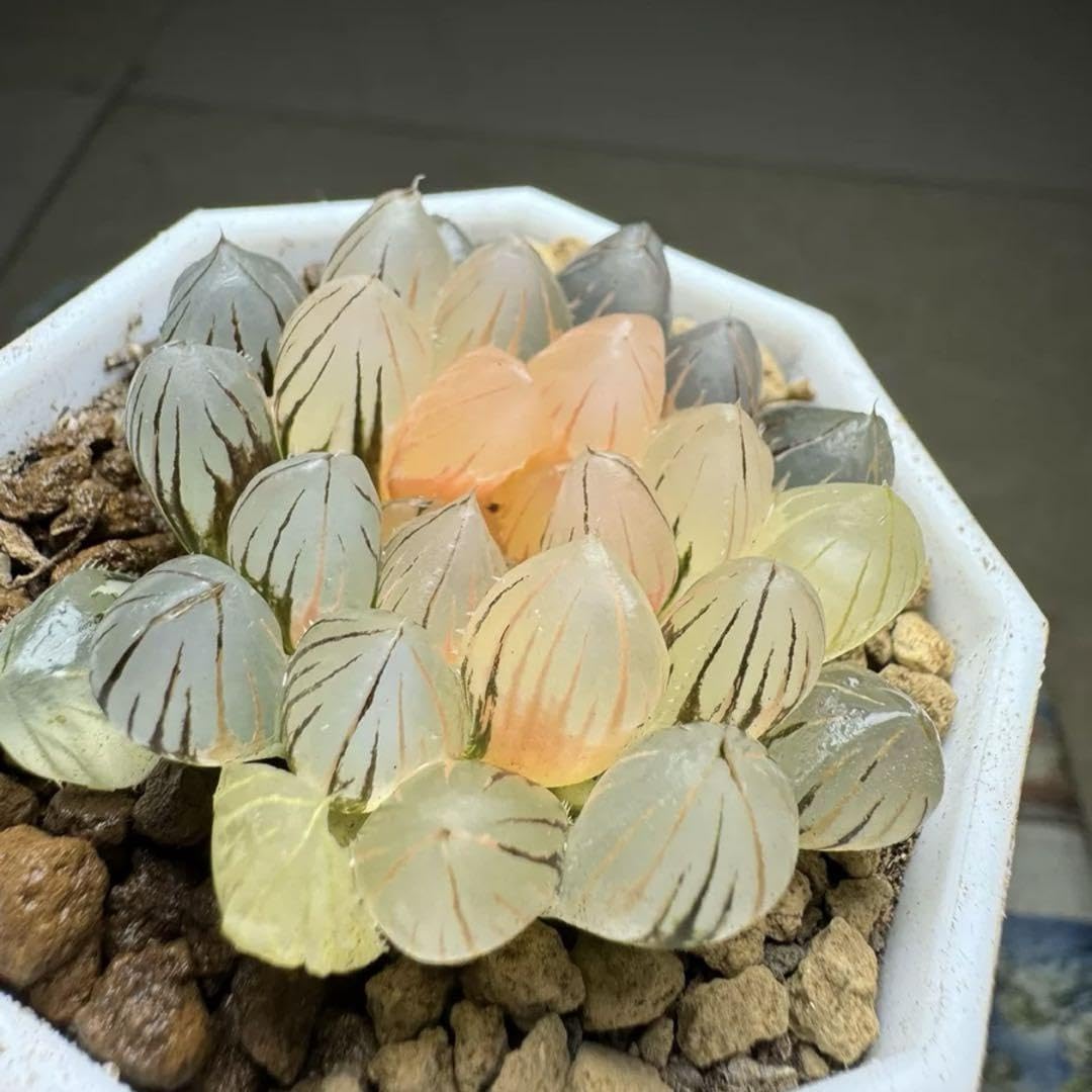 Amazon.co.jp: 多肉植物 ハオルチア OMブラックオブツーサ錦
