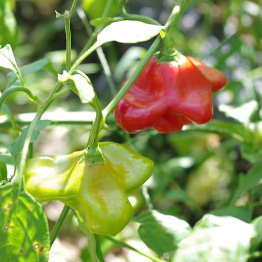 Amazon Co Jp Ufoピーマン2号 の苗 9cmポット自根苗 2個セット ユニークな形のユーフォーピーマンです 青果流通はあまりないので 自分で作る家庭菜園の醍醐味が味わえるレア品種です 直径7センチ位で 3 4個の平たい羽根がついています 羽根の部分は甘く サラダ