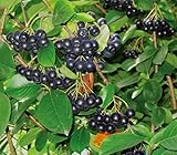 Dehner Apfelbeere Aronia Viking, insektenfreundlich, ca. 40-60 cm, 3 l Topf, Beerenstrauch