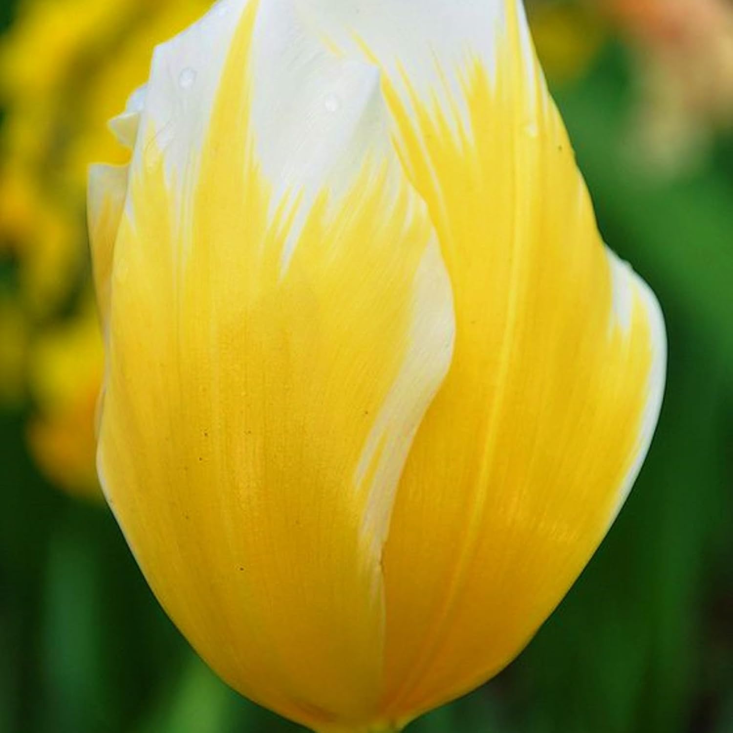 Tulip Bulbs-Tulip Bulbs for Planting Now UK,Hardy Perennial,Wedding Flowers,Garden Flowers,Ornamental Flowers-5bulbs-e