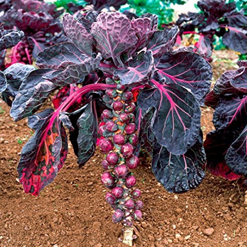 Raise Me Up: Redarling Brussels Sprouts Purple Cabbage Non Gmo Heirloom #TOP3
